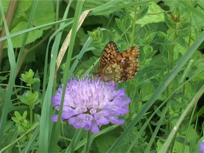 Mädesüß-Perlmutterfalter ( Brenthis ino ), Flügelunterseite, auf Skabiose : Nettersheim/Urfttal, Eifel, 30.06.2006